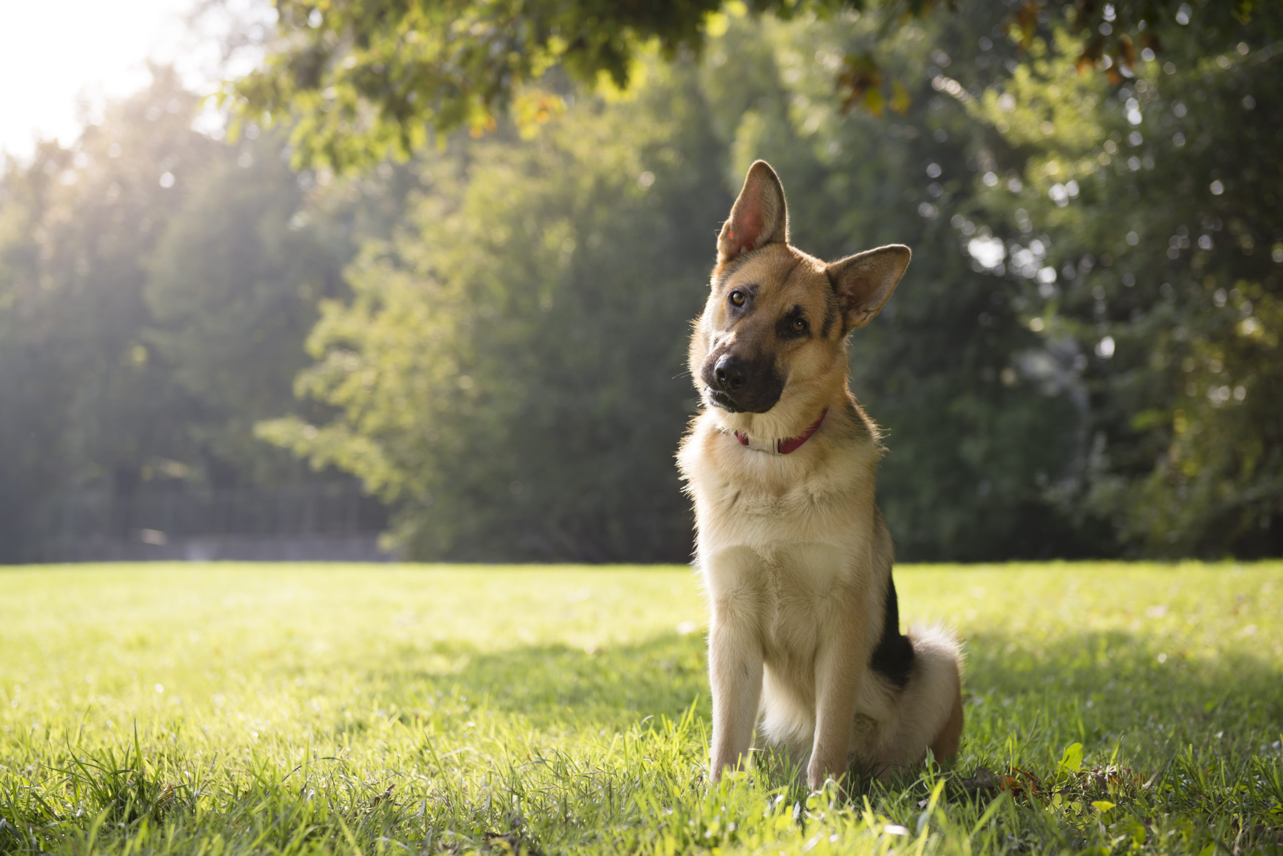 The dog is looking at